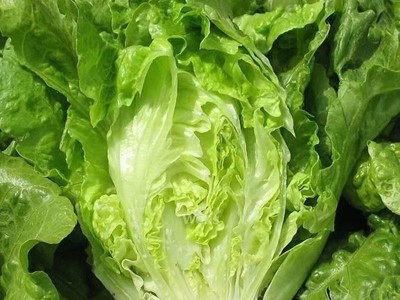 玻璃生菜新鲜蔬菜叶菜类生菜烤肉凉拌甜脆多汁沙拉菜农家新鲜蔬菜图2