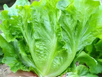 玻璃生菜新鲜蔬菜叶菜类生菜烤肉凉拌甜脆多汁沙拉菜农家新鲜蔬菜图3