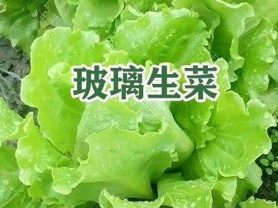 玻璃生菜新鲜蔬菜叶菜类生菜烤肉凉拌甜脆多汁沙拉菜农家新鲜蔬菜图5