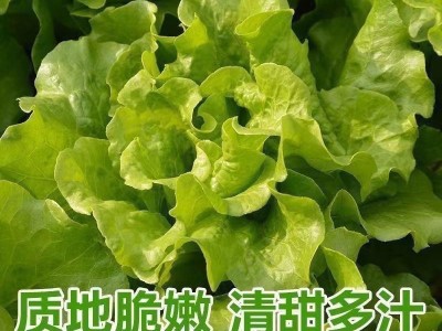 玻璃生菜新鲜蔬菜叶菜类生菜烤肉凉拌甜脆多汁沙拉菜农家新鲜蔬菜图6