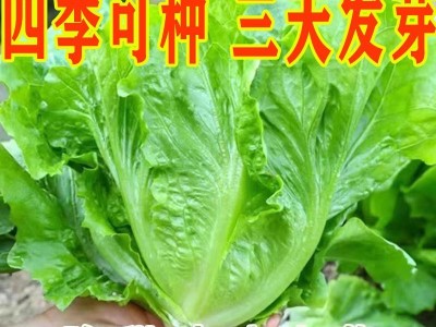 玻璃生菜新鲜蔬菜叶菜类生菜烤肉凉拌甜脆多汁沙拉菜农家新鲜蔬菜图7