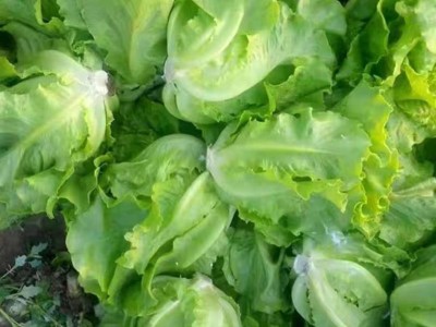 玻璃生菜新鲜蔬菜叶菜类生菜烤肉凉拌甜脆多汁沙拉菜农家新鲜蔬菜图8