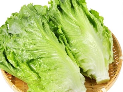 玻璃生菜新鲜蔬菜叶菜类生菜烤肉凉拌甜脆多汁沙拉菜农家新鲜蔬菜图9