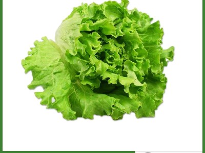罗莎绿1-10斤花边生菜花叶新鲜蔬菜沙拉食材包烤肉食材顺丰包邮图4