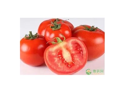 云南新鲜西红柿自然红熟沙瓤番茄产地现摘现发新鲜原生态多汁酸甜图6