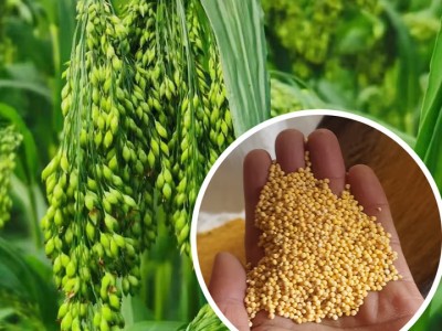 山西特产正宗大黄米新米食用粘新鲜黏黄糯小米农家黍糜包粽子杂粮 2斤【山西繁峙大黄米】(500克*2袋真空装)图2