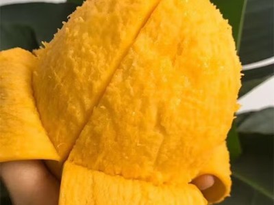 正宗澳芒水果大芒果新鲜热带水果现摘金煌苹果芒特大   大果（单果6两起）图3