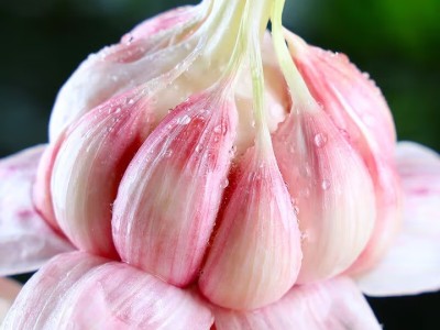 春平赋2025年新鲜大蒜头现挖新蒜紫皮大蒜批发鲜蒜红皮蒜糖醋湿蒜图2