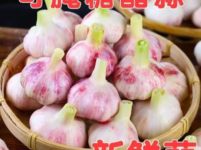 春平赋2025年新鲜大蒜头现挖新蒜紫皮大蒜批发鲜蒜红皮蒜糖醋湿蒜图4
