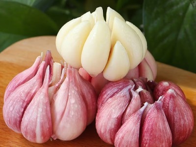 春平赋2025年新鲜大蒜头现挖新蒜紫皮大蒜批发鲜蒜红皮蒜糖醋湿蒜图3