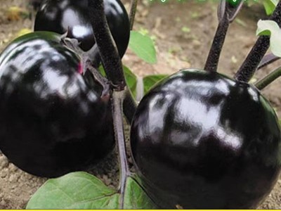 新鲜圆茄子现摘山东茄子农家自种不催熟鲜嫩茄子新鲜茄子批发包邮图3