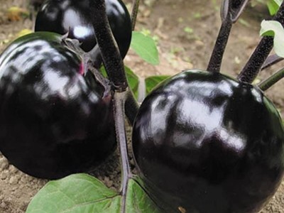 新鲜圆茄子现摘山东茄子农家自种不催熟鲜嫩茄子新鲜茄子批发包邮图2