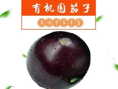新鲜圆茄子现摘山东茄子农家自种不催熟鲜嫩茄子新鲜茄子批发包邮图6