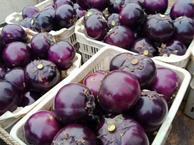 新鲜圆茄子现摘山东茄子农家自种不催熟鲜嫩茄子新鲜茄子批发包邮图5