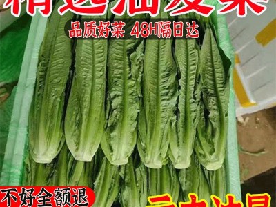 新鲜油麦菜新鲜青菜蔬菜生菜清炒涮火锅绿色蔬菜自然嫩脆甜可口图5