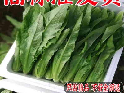 新鲜油麦菜新鲜青菜蔬菜生菜清炒涮火锅绿色蔬菜自然嫩脆甜可口图3