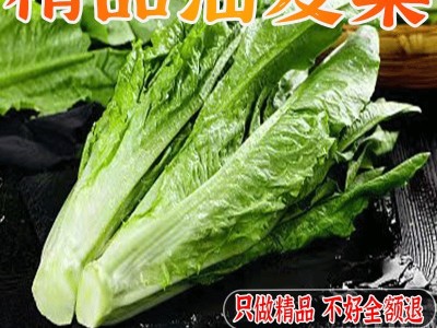 新鲜油麦菜新鲜青菜蔬菜生菜清炒涮火锅绿色蔬菜自然嫩脆甜可口图2