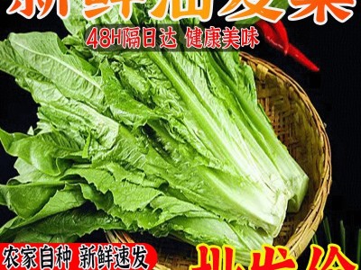 新鲜油麦菜新鲜青菜蔬菜生菜清炒涮火锅绿色蔬菜自然嫩脆甜可口图4