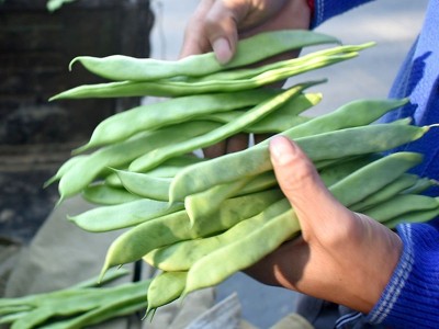 云南现摘扁豆四季豆5斤刀豆芸豆荷兰豆无筋豆当季新鲜蔬菜豆角图3