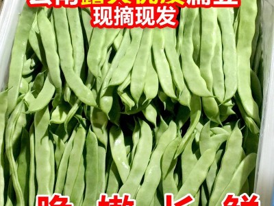 云南现摘扁豆四季豆5斤刀豆芸豆荷兰豆无筋豆当季新鲜蔬菜豆角图2