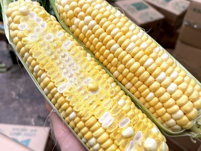 云南农家新鲜水果玉米黄白色现摘甜玉米蔬菜金银玉米棒甜脆玉米图2