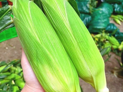 云南农家新鲜水果玉米黄白色现摘甜玉米蔬菜金银玉米棒甜脆玉米图4