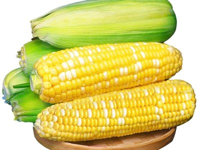 云南农家新鲜水果玉米黄白色现摘甜玉米蔬菜金银玉米棒甜脆玉米图5