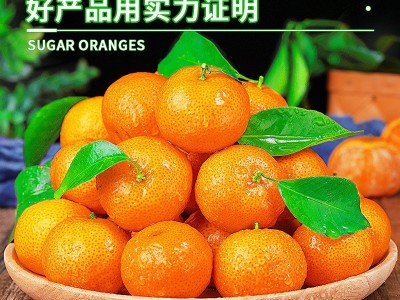 正宗广西砂糖橘新鲜水果当季蜜桔金秋沙糖桔橘子贡柑图2