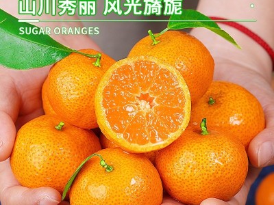 正宗广西砂糖橘新鲜水果当季蜜桔金秋沙糖桔橘子贡柑图5