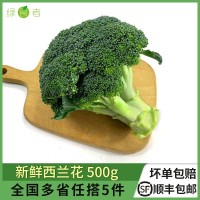 新鲜西兰花500g 脆嫩青花菜绿花菜西蓝花椰菜时令蔬菜