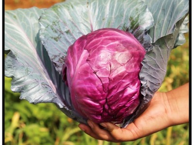 山东寿光新鲜紫甘蓝新鲜紫包菜卷心菜图3