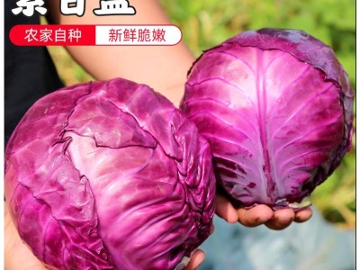 山东寿光新鲜紫甘蓝新鲜紫包菜卷心菜图2