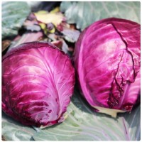 山东寿光新鲜紫甘蓝新鲜紫包菜卷心菜