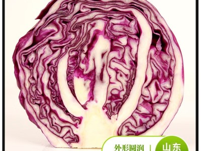 山东寿光新鲜紫甘蓝新鲜紫包菜卷心菜图5