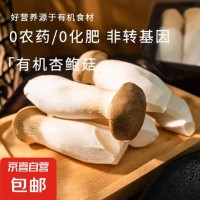 新鲜杏鲍菇食用菌菇火锅烧烤煲汤蔬菜 新鲜杏鲍菇