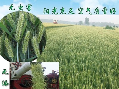 美粥食客青麦仁 新鲜青稞麦仁米嫩绿小麦粒碾转农家煮粥食材图3