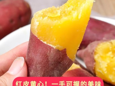 临安天目山小香薯新鲜现挖板栗红薯地瓜小番薯图4