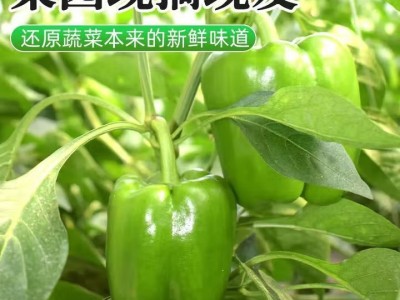 现摘新鲜圆辣椒超市即食太空椒皮厚肉多不辣水果灯笼椒图3