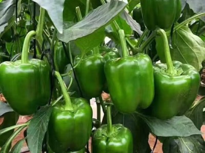 现摘新鲜圆辣椒超市即食太空椒皮厚肉多不辣水果灯笼椒图4