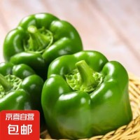 现摘新鲜圆辣椒超市即食太空椒皮厚肉多不辣水果灯笼椒