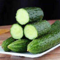 山东带刺长黄瓜口感脆爽源头