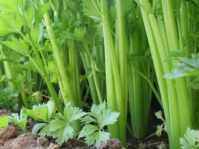 山东西芹半叶新鲜芹菜蔬菜嫩心山东青菜图2