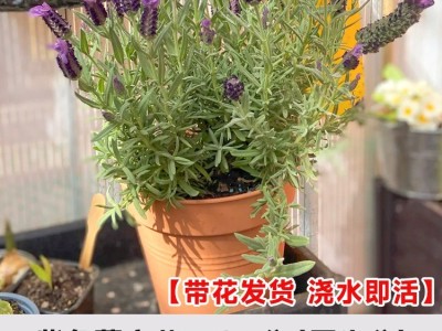 薰衣草盆栽带花驱蚊植物室外适合夏天种四季开好养花卉网红草绿植图5