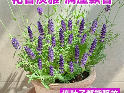 薰衣草盆栽带花驱蚊植物室外适合夏天种四季开好养花卉网红草绿植图3
