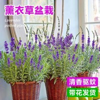 薰衣草盆栽带花驱蚊植物室外适合夏天种四季开好养花卉网红草绿植