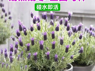 薰衣草盆栽带花驱蚊植物室外适合夏天种四季开好养花卉网红草绿植图4