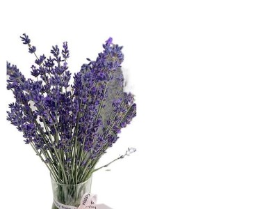 薰衣草盆栽带花驱蚊植物室外适合夏天种四季开好养花卉网红草绿植图6