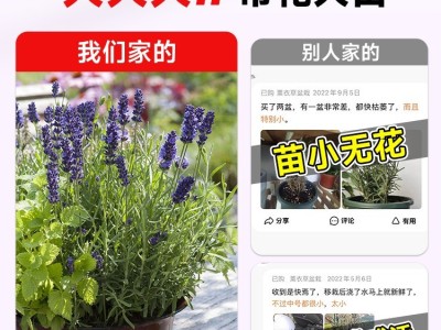 薰衣草盆栽带花驱蚊植物室外适合夏天种四季开好养花卉网红草绿植图2