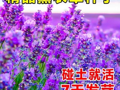 薰衣草种子香草花卉景观花海观赏庭院春播阳台耐寒四季种草花种子图2