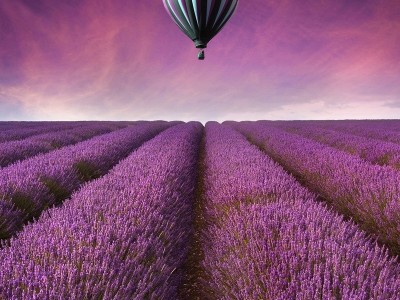 薰衣草种子香草花卉景观花海观赏庭院春播阳台耐寒四季种草花种子图3